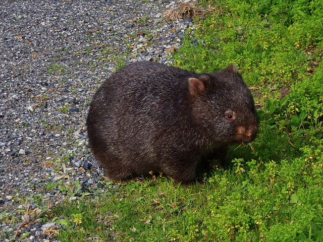 wombat teenager