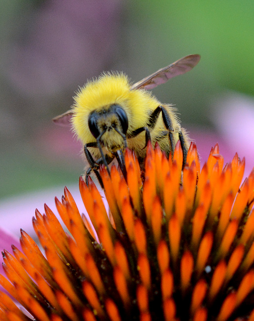 B. perplexus takes a sip of nectar