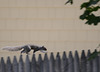 Squirrel on fence