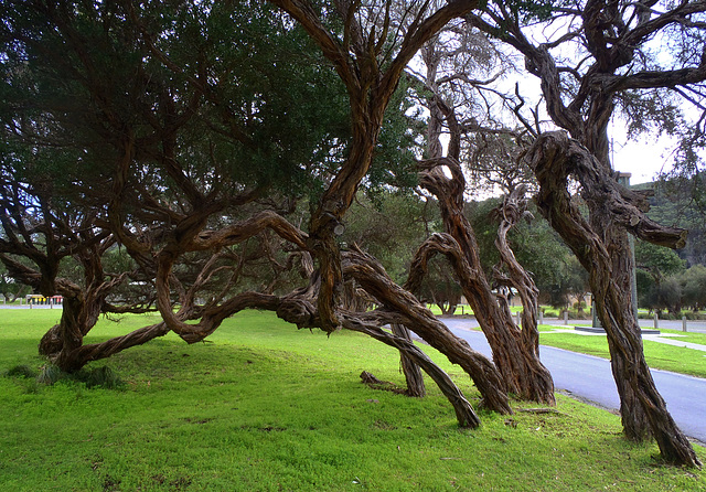 twisty trees