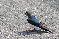 Violet-green Swallow