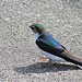 Violet-green Swallow