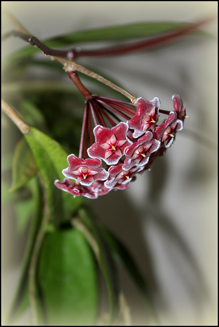 Hoya pubicalyx