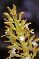 Western Spotted Coralroot, Golden Form