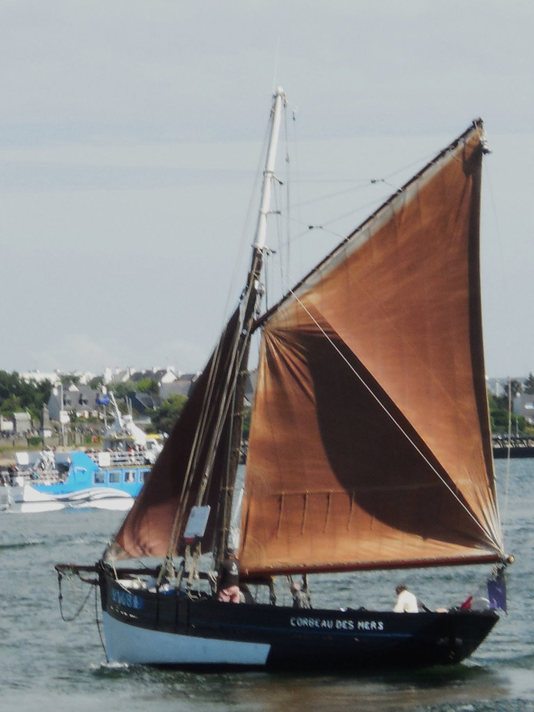 le corbeaux des mers