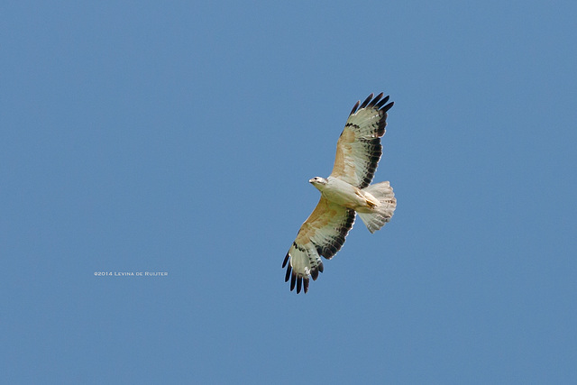 Common Buzzard / Buizerd (Buteo buteo)