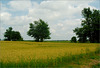 The Wheat is Changing Color