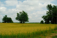 The Wheat is Changing Color