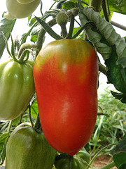 tomate premiere des Andes