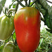 tomate premiere des Andes