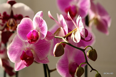 At what stage do you become a Phalaenopsiphiliac - 5, 10, 20 orchids?