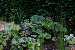 Le jardin déchêné-Beaux feuillages  (2)