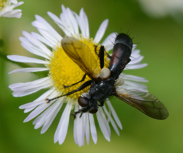 Some kind of fly, I think