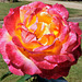 Les roses du parc du Château de Tuboeuf - Orne