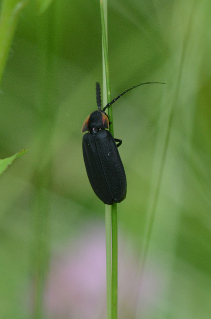 Bug on a stem