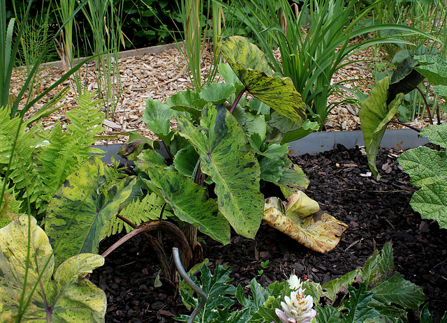 Le jardin déchêné-Colocasia esculenta 'Mojito') (2)