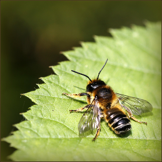 Abeille solitaire