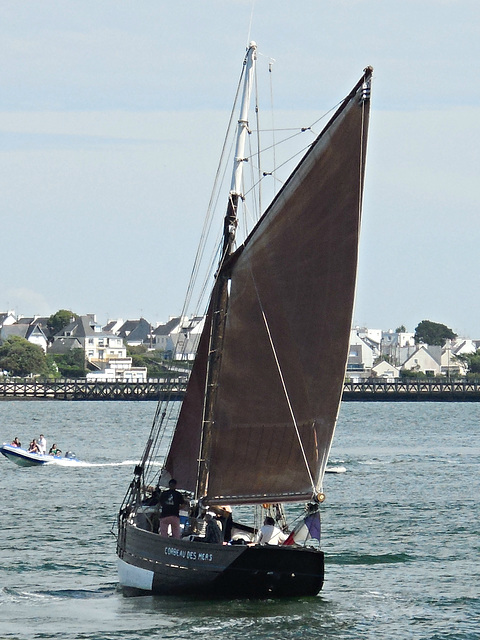 le corbeau des mers