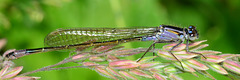 Damselfly