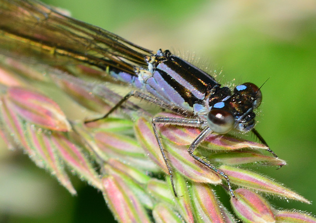 Damselfly