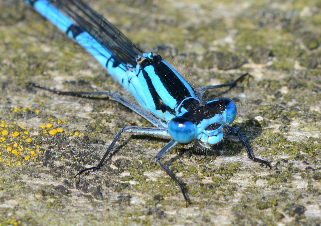 Damselfly