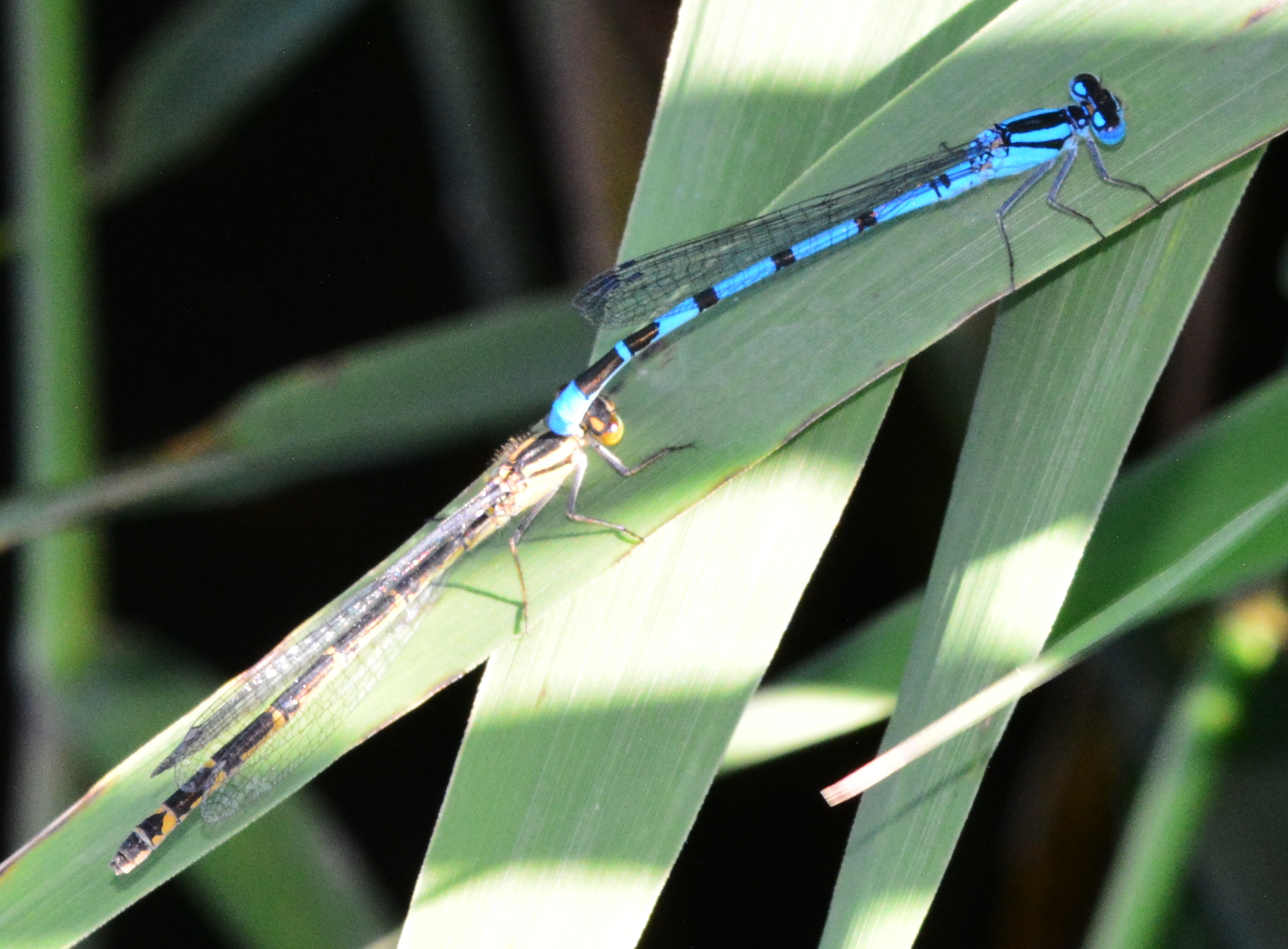 Damselflies