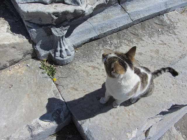 Katze im Theater