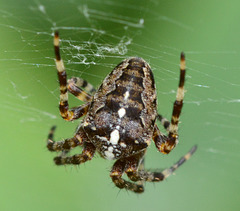 Orb Web Spider. Araneus diadematus