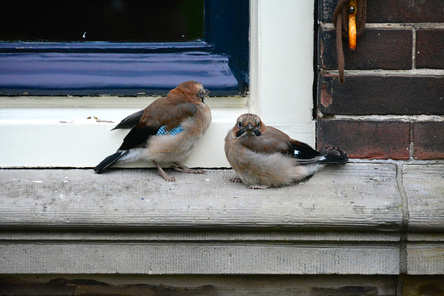 Young Jays