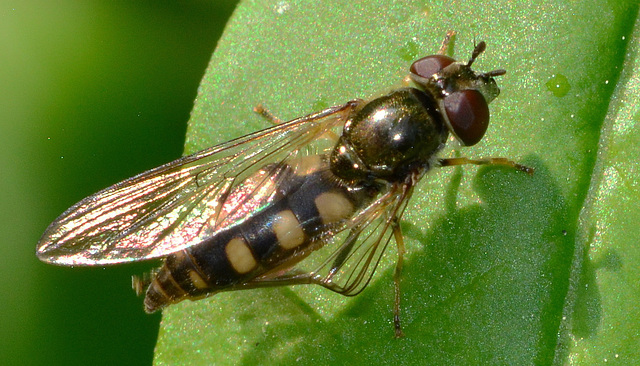 Hoverfly.