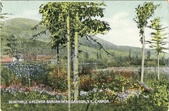 Vegetable & Flower Garden near Dawson, Y.T., Canada.