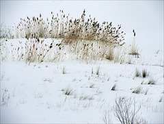 Grasses Along East Bay