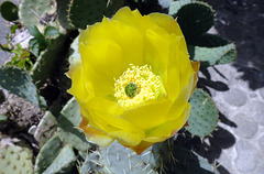 Fleurs de Cactus