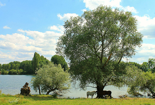 Au bord de la Seine