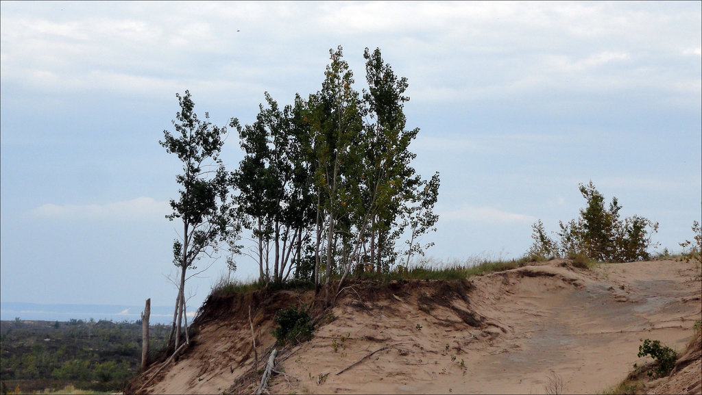 Trees on the Ridge