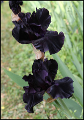 Iris Anvil of Darkness- Aussi sombre que la nuit