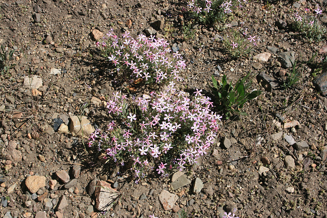 Pink flowers