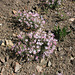 Pink flowers