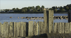 Old Dock, Older Dock