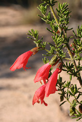 Prostanthera apalathoides, PJL 2803