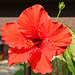 red-hot Hibiscus