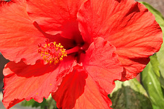 Hibiscus