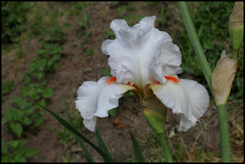 Iris Neige de Mai