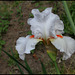 Iris Neige de Mai