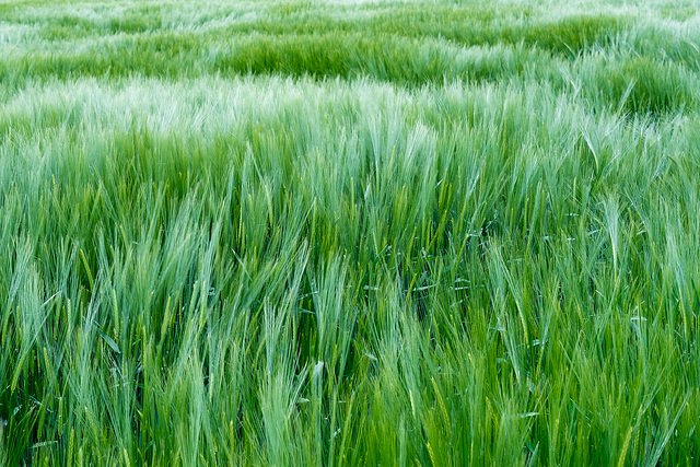 Sea of Barley