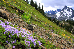 Spreading Phlox and Mountains