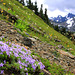 Spreading Phlox and Mountains