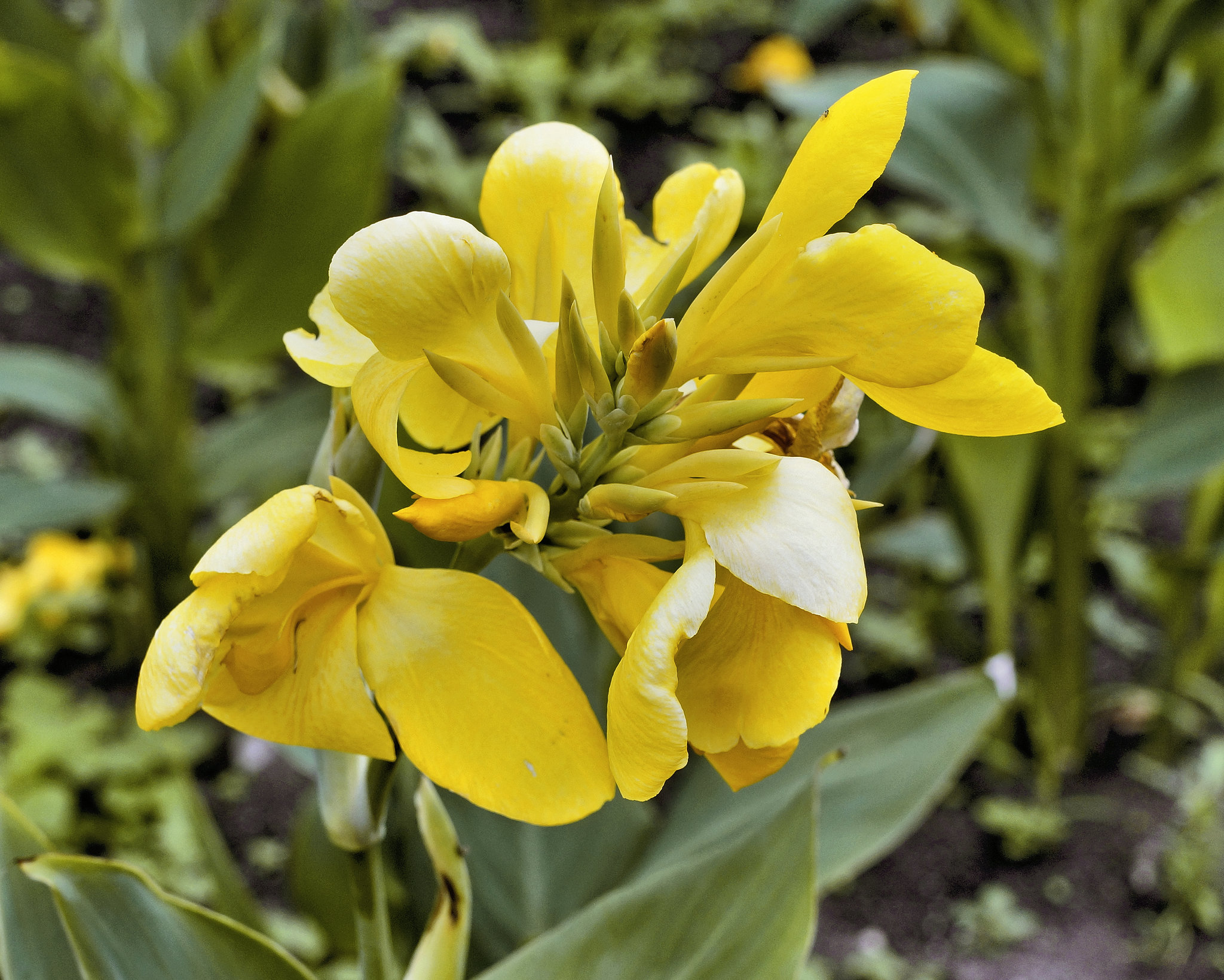 Canna "Ra" – Botanical Garden, Montréal, Québec