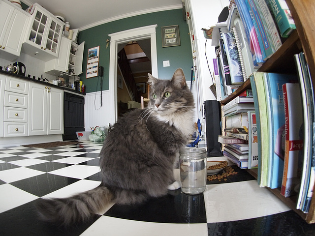 The cat posing for a fisheye