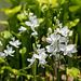 Calopogon tuberosus (Common Grass-pink orchid) white form